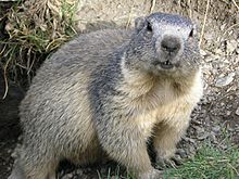 Archivo:Marmota marmota Alpes2
