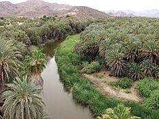 Archivo:Mulege oasis
