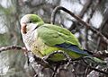 Myiopsitta monachus (Madrid, Spain) 15