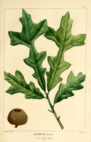 Archivo:NAS-006f Quercus lyrata