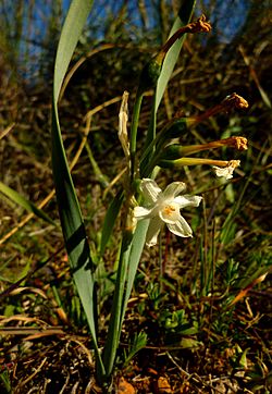 Archivo:Narcissus tortifolius681
