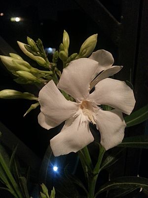 Archivo:Nerium oleander-White flower