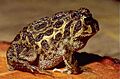 Odontophrynus americanus01a
