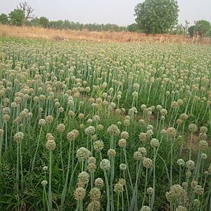 Archivo:Onions plantation in the northern part of nigeria