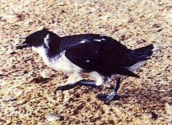 Archivo:Peruvian Diving Petrel Fledge