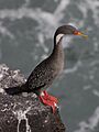 Phalacrocorax gaimardi 01