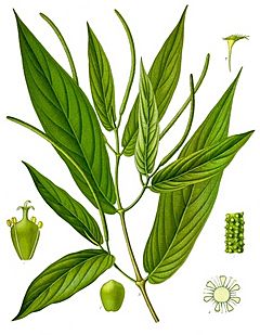 Piper angustifolium - Köhler–s Medizinal-Pflanzen-243.jpg