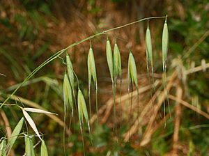 Archivo:Poaceae - Avena barbata (8304690940)