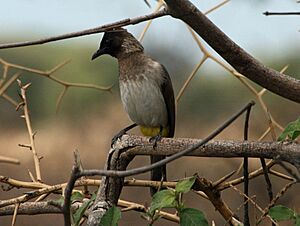 Archivo:Pycnonotus tricolor Tanzania 1