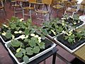 Recessive alelle for yellow seedlings in Cucurbita maxima