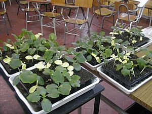 Archivo:Recessive alelle for yellow seedlings in Cucurbita maxima