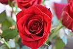Red roses 1 2017-04-05.jpg
