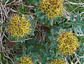 Rhodiola rosea a3