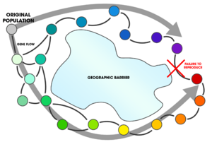 Archivo:Ring Species (gene flow around a barrier)