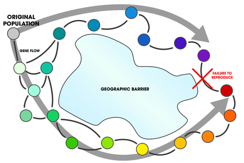 Ring Species (gene flow around a barrier)