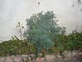 Ruda, planta