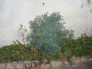 Archivo:Ruda, planta