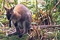 Smallwallaby