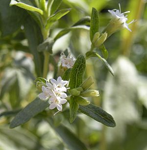 Archivo:Stevia rebaudiana flowers