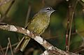 Stripe-cheeked greenbul, Arizelocichla milanjensis, at Seldomseen, Vumba, Zimbabwe (21970906996)