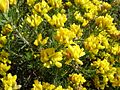 Teline linifolia 2