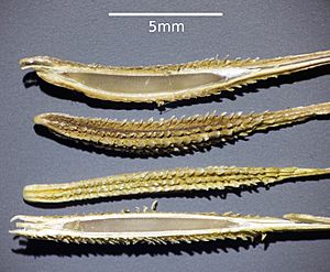 Archivo:Tragopogon dubius sl1