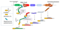 Transcripción policistrónica y maduración de transcriptos mediante trans-splicing y poliadenilación