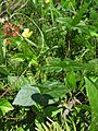 Vigna angularis var. nipponensis 6