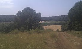 Volcà de la Crosa - cràter - 1.jpg