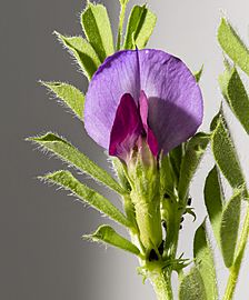(MHNT) Vicia sativa - flower