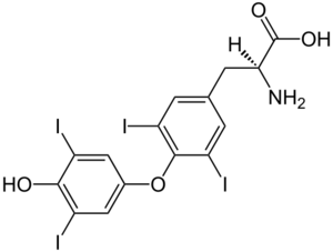 Archivo:(S)-Thyroxine Structural Formulae V2