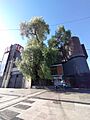 Árbol Pimiento - Plaza de Maipú - 2024