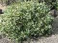 A.preauxiana-000 205 018 X3L