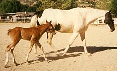Archivo:A Breeding Stock Paint foal and its dam