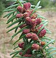 Abies balsamea pollen cones2