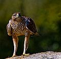 Aguila perdicera