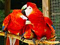 Ara macao -Macaw Mountain Bird Park -8d