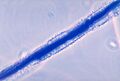Aspergillus flavus 01