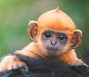 Archivo:Baby ginger monkey