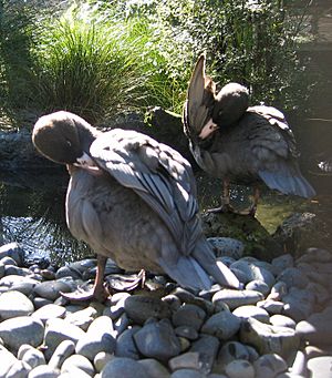 Archivo:Blue ducks preening