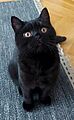 British shorthair house cat Mio 5 months old