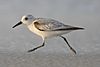 Calidris-alba-001.jpg