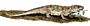 Captorhinus BW.jpg