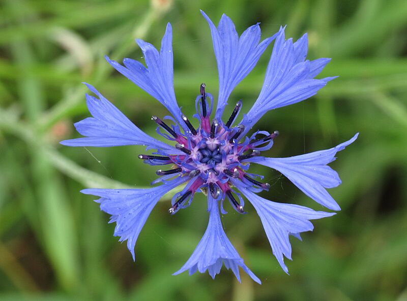 Centaurea cyanus RF
