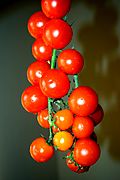 Cherry tomato ചെറിത്തക്കാളി