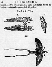 Archivo:Clutius 1634 De Hemerobio mayflies