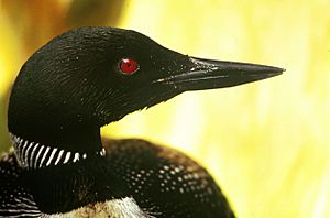 Archivo:Common Loon head sideways