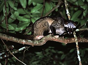 Archivo:Common Palm Civet (Paradoxurus hermaphroditus) (7781509830)