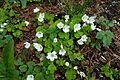 Common wood sorrel