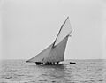 Cutter Shona